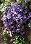 0187 bloemen monemvassia